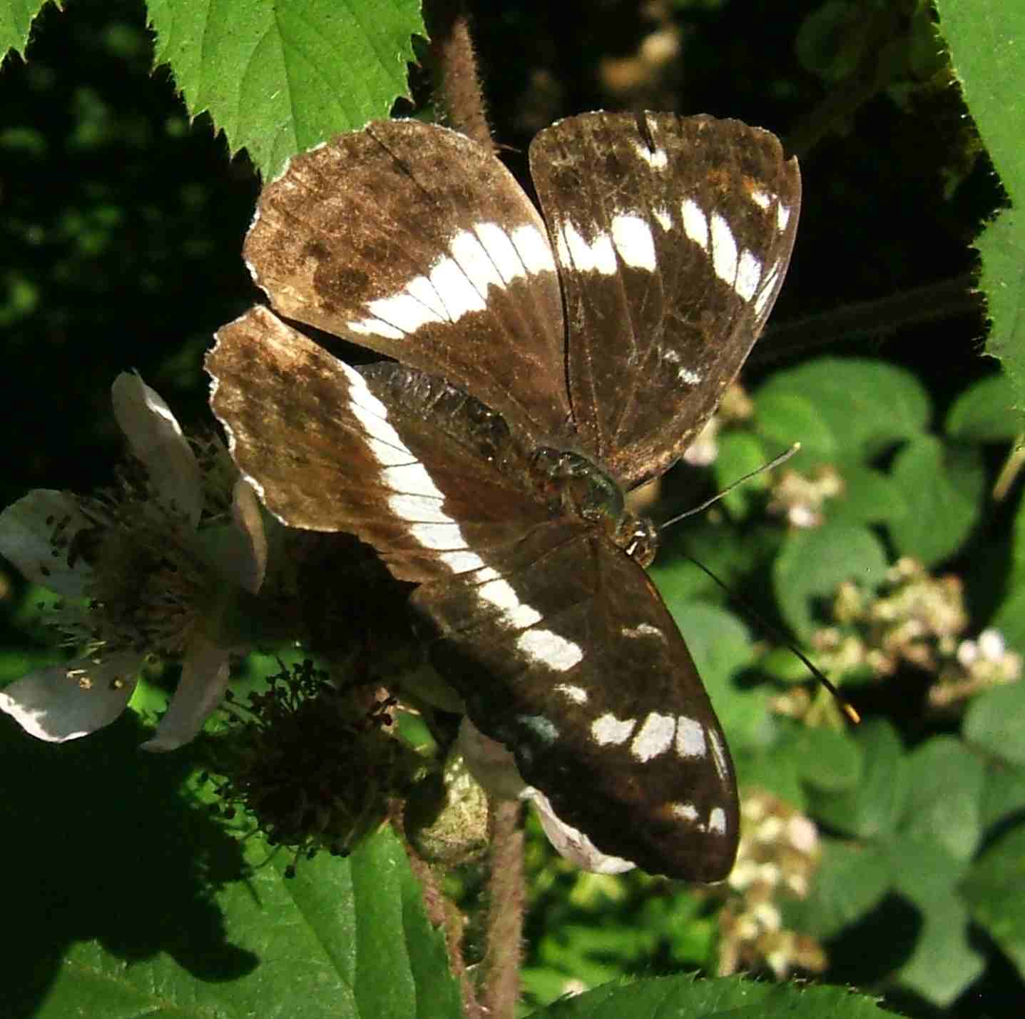Limenitis camilla Limenitis camilla